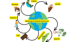 Read more about the article भूमि, मृदा, जल, प्राकृतिक वनस्पति और वन्य जीवन संसधान (भूगोल) कक्षा-8